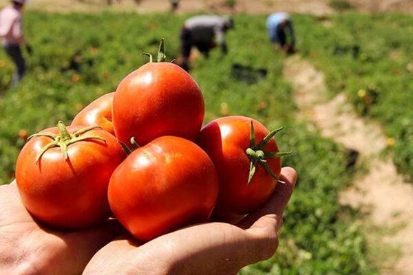 شروع برداشت گوجه فرنگی از مزارع شهرستان بندرلنگه