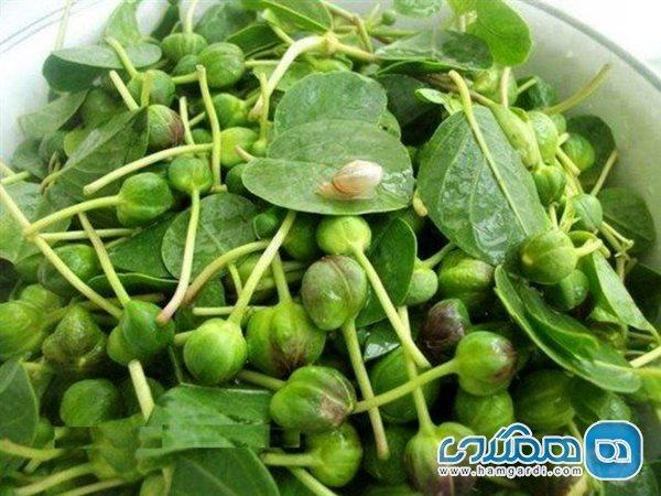 بهبود عملکرد کبد و کاهش نفخ با گیاه کبر بهبود عملکرد کبد و کاهش نفخ با گیاه کبر