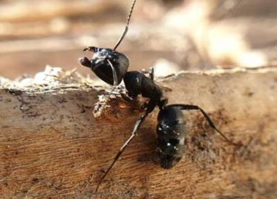 راز توانایی خارق العاده مورچه ها در نابودی قدرت جاذبه