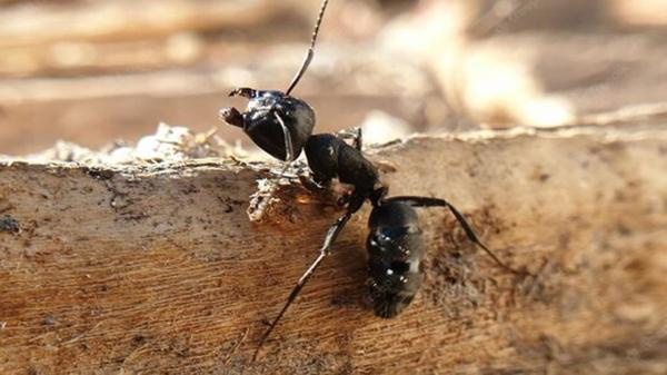 راز توانایی خارق العاده مورچه ها در نابودی قدرت جاذبه