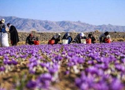 فراوری زعفران درخراسان شمالی بالاتر از میانگین کشوری